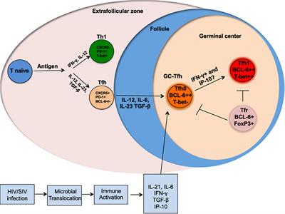 Tfh1 Cells in Germinal Centers During Chronic HIV/SIV Infection